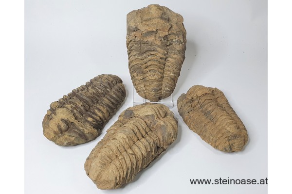 Trilobit  versteinert